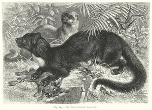 De Tayra (Galictis Barbara) (gravure) door Friedrich Specht