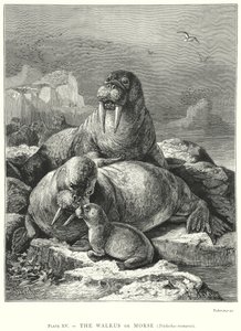  door Friedrich Specht