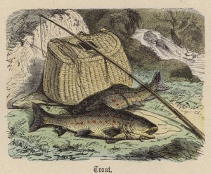 Forel