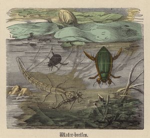 Waterkevers
