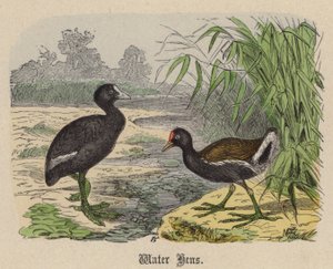 Waterhoentjes