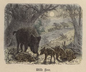Wild zwijn door Friedrich Specht