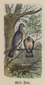 Wilde duif door Friedrich Specht