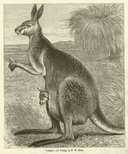 Kangoeroe en jong (gravure)