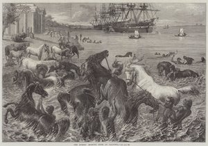 Het ochtendbad van de paarden in Calcutta door Friedrich Wilhelm Keyl