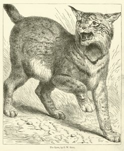 De Lynx door Friedrich Wilhelm Keyl
