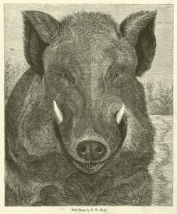 Wild Zwijn