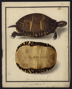 Chrysemys picta, voor 1792