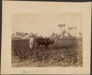 Ploegende kameel door G. Lekegian
