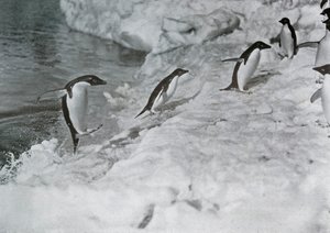 Pinguïns springen op de ijsvoet, ca. 1911, 1913 door G. Murray Levick