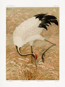 Saruskraanvogel in een rijstveld door G.a. Audsley