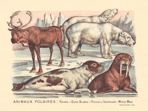 Pagina 14: Pooldieren: rendieren, ijsberen, zadelrob, mannelijke walrus door Gabriel Gostiaux