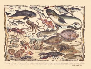 Pagina 16: Kwallen, bruinvis, haring, tonijn, makreel, haai, harder, octopus, sardines, kreeft, inktvis, kabeljauw, tarbot, baard, krab, heremiet Bernard, oesters, sint-jakobsschelpen, asteria, tegel, rog, tong, kreeft, mosselen door Gabriel Gostiaux