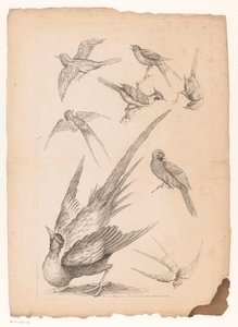 Acht Chinese vogels, waaronder mogelijk paradijsvogels (Verschillende Chinese vogels) door Gabriel Huquier (attributed to)