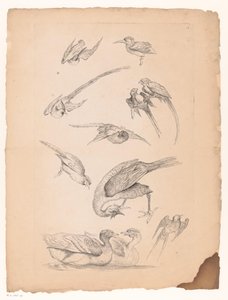 Elf Chinese vogels, waaronder eenden en papegaaiachtigen (Verschillende Chinese vogels) door Gabriel Huquier (attributed to)