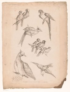Negen Chinese vogels door Gabriel Huquier (attributed to)