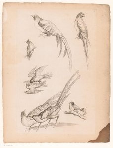 Negen Chinese vogels door Gabriel Huquier (attributed to)