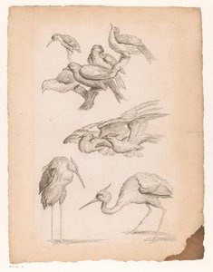 Negen Chinese vogels, waaronder reigers en een ijsvogel