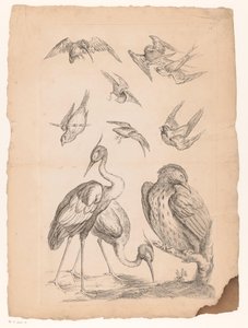 Tien Chinese vogels, waaronder twee reigers en een ijsvogel