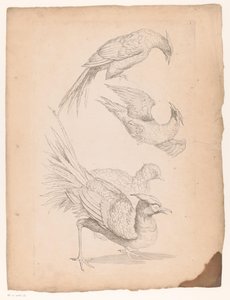 Vier Chinese vogels, mogelijk paradijsvogels door Gabriel Huquier (attributed to)
