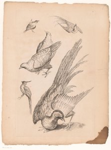 Zes Chinese vogels door Gabriel Huquier (attributed to)