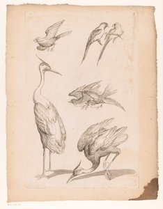 Zeven Chinese vogels, waaronder reigers en papegaaiachtigen