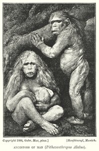 Voorouders van de mens, Pithecanthropus Alalus