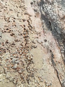  door Gabriela Aleksandra Szuba