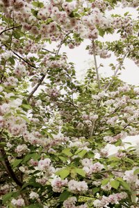 Kersenbloesems in de lente door Gemma Bardot