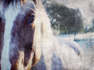 Zachte blik van een paard door Gemma Bardot