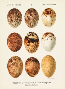 Oologia universalis palearctica, 1906 door Georg Albert Julius Krause