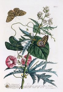 1. Abutilon, 2. Convolvulus, ca. 1748 handgekleurde gravure