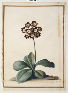 Een Paarse Gevlekte Auricula door Georg Dionysius Ehret