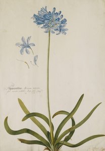 Agapanthus door Georg Dionysius Ehret