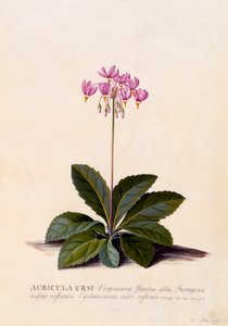 Aricula Ursi Shooting Star, ca. 1744 handgekleurde gravure door "Georg Dionysius Ehret