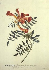 Bignonia americana, aquarel door Georg Dionysius Ehret