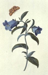 Canterbury Klokje (Campanula) door Georg Dionysius Ehret