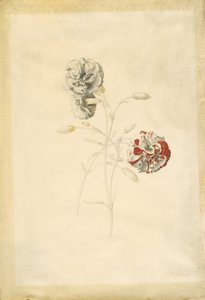 Anjers door Georg Dionysius Ehret