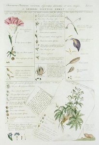 Karakteristieken van bloemen, uit 