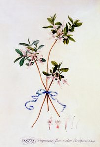 Cistus Virginiana, ca. 1743 handgekleurde gravure door "Georg Dionysius Ehret