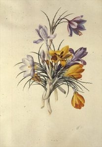 Krokus door Georg Dionysius Ehret