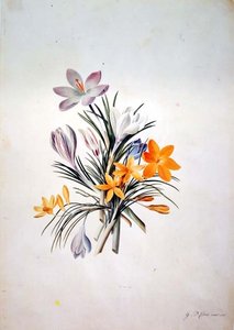 Krokusbos door Georg Dionysius Ehret