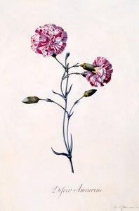 Difor Amourius Anjer, ca. 1745 handgekleurde gravure