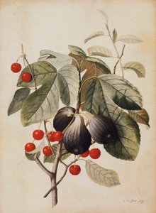 Vijgen en kersen, 1747 door Georg Dionysius Ehret