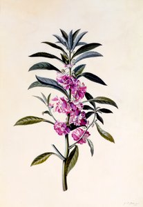 Tuinbalsem Impatiens Balsamina, ca. 1746 handgekleurde gravure door "Georg Dionysius Ehret