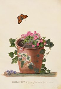 Hepatica trifolia (Nobilis), 1745 door Georg Dionysius Ehret