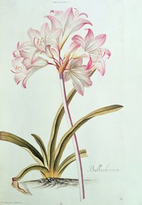 Lelie: Lilium belladonna, (pl.12) uit Trew