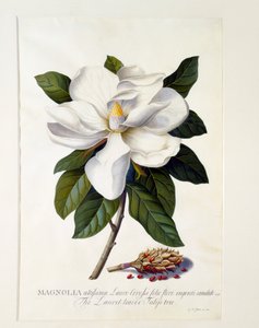Magnolia Grandiflora, ca. 1743 handgekleurde gravure