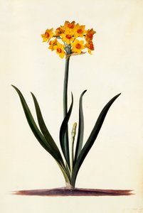 Narcissus, ca. 1745 handgekleurde gravure door "Georg Dionysius Ehret