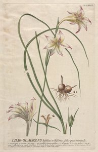 Plantae Selectae: Nr. 39 - Lilio-Gladiolus door Georg Dionysius Ehret